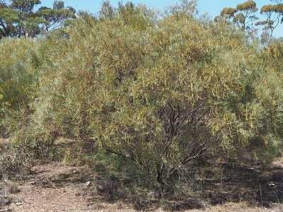 Acacia calamifolia p Denzel Murfet Hallelujah Hills